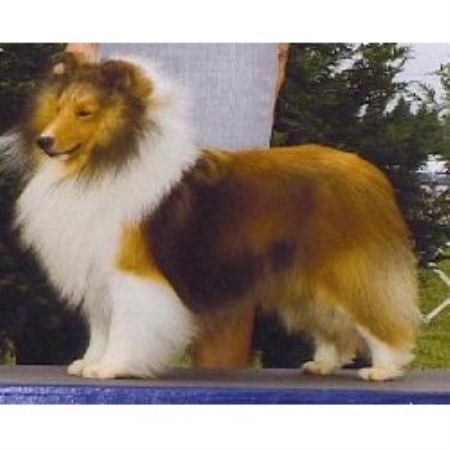 Keystone Shelties