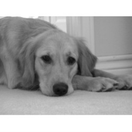 Cherokee Goldens, Golden Retriever Breeder in Bullard, Texas