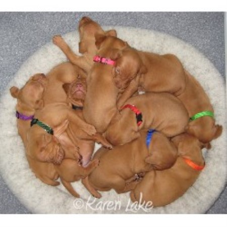 Vizsla Breeder 12488