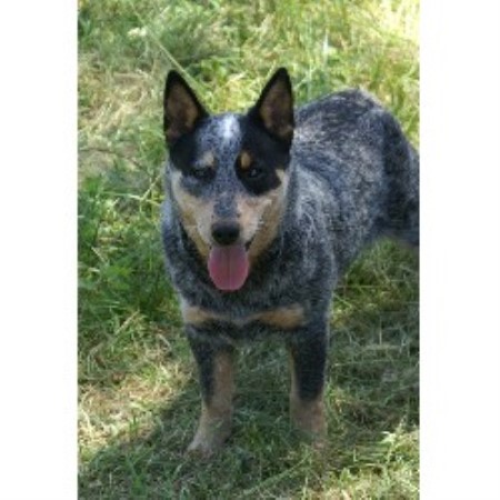 dog cattle breeder australian alabama watson creek dogs