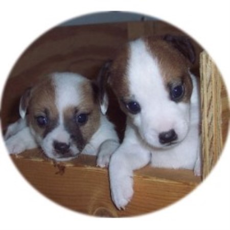 Fox Fire Kennel Jack Russell Terrier Breeder In Moneta Virginia