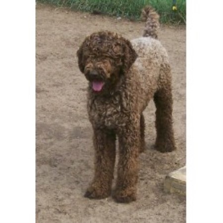 labradoodle puppies wisconsin tinkerdoodle kennel labradoodle breeder in whitehall wisconsin labradoodle puppies wisconsin tinkerdoodle kennel labradoodle breeder in whitehall wisconsin