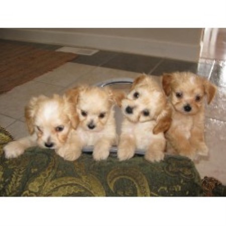 Tidwell Farm Royal T Puppies Yorkshire Terrier Breeder In
