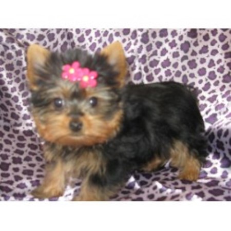 Yorkshire Terrier Breeder 12679