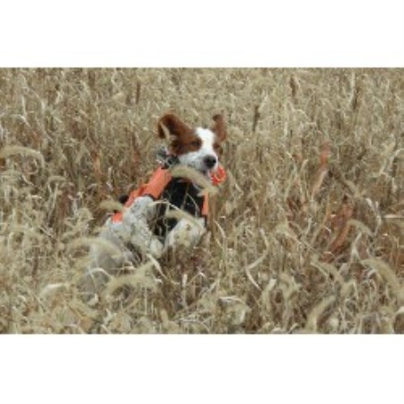 True Blue Acres, Irish Red And White Setter Breeder in New ...