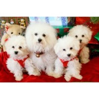 Bellissimo Bolognese Bolognese breeder