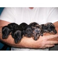 Dachshund Breeders in North Carolina