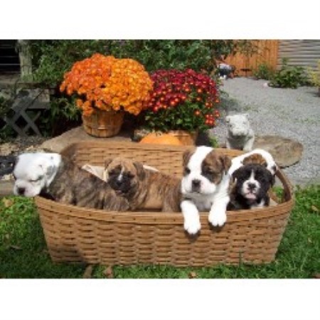 Brickhouse Bullies, English Bulldog Breeder in Deerfield, Ohio