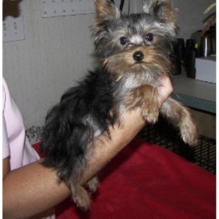 Yorkshire Terrier Breeder 12794