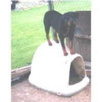 Von Smada Kennels Rottweiler breeder