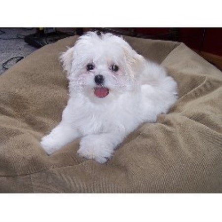 maltese puppies for sale mn woodland maltese maltese breeder in princeton minnesota maltese puppies for sale mn woodland maltese maltese breeder in princeton minnesota