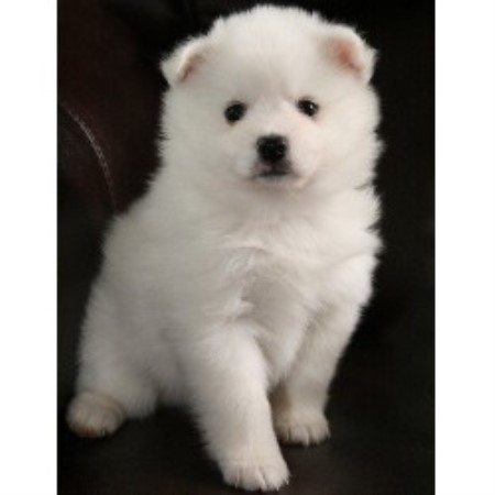 american eskimo dog rescue michigan heaven sent eskies american eskimo dog breeder in pekin illinois american eskimo dog rescue michigan heaven sent eskies american eskimo dog breeder in pekin illinois