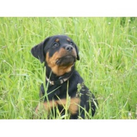 Dog Run For Sale Alberta Dog Run For Sale Alberta