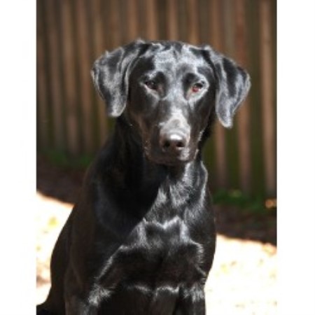 blooded lab puppies for sale in sc mactalins field bred labs labrador retriever breeder in conway south carolina blooded lab puppies for sale in sc mactalins field bred labs labrador retriever breeder in conway south carolina