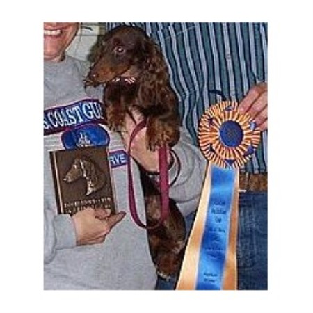 Dachshund Breeder 12928