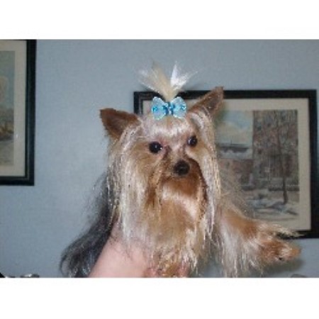 yorkie breeders ontario bordermount yorkies terrier breeder in niagara yorkie breeders ontario bordermount yorkies terrier breeder in niagara