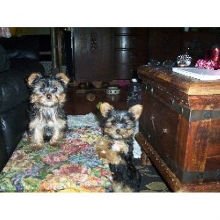 yorkie breeders ontario bordermount yorkies terrier breeder in niagara yorkie breeders ontario bordermount yorkies terrier breeder in niagara