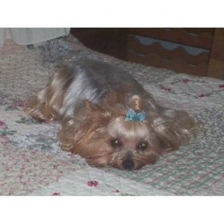 yorkie rescue kansas bordermount yorkies terrier breeder in niagara falls ontario yorkie rescue kansas bordermount yorkies terrier breeder in niagara falls ontario