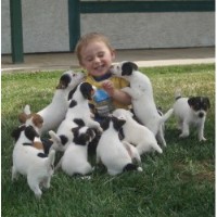 Wendover Terriers Jack Russell Terrier breeder