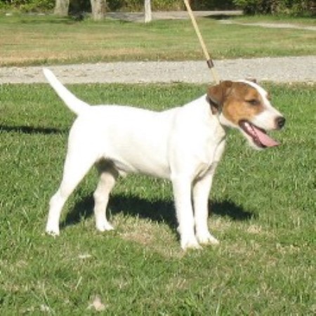 Parson Russell Terrier Stud 13018