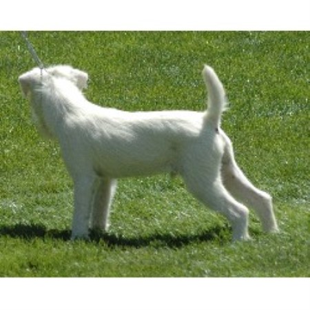 Parson Russell Terrier Stud 13023
