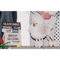 Kandyland Toy Poodles Poodle Toy breeder