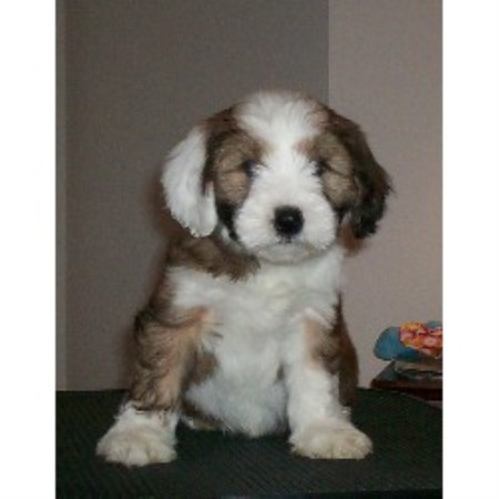 tibetan terrier breeder near me
