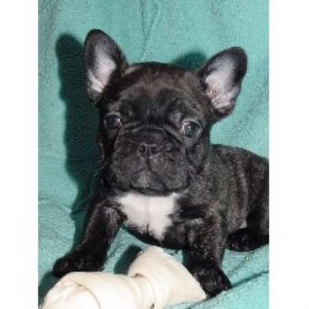 Adorable Frenchies, French Bulldog Breeder in Leeds, Alabama