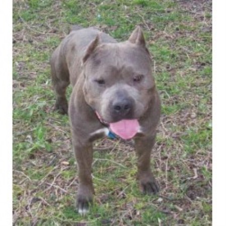 american pitbull terrier apbt breeders nfinite edge kennels american pit bull terrier breeder in temple american pitbull terrier apbt breeders nfinite edge kennels american pit bull terrier breeder in temple