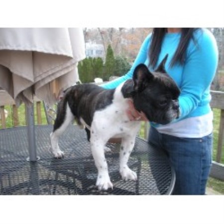 Cape Cod French Bulldogs, French Bulldog Breeder in Sandwich, Massachusetts Cape Cod French Bulldogs, French Bulldog Breeder in Sandwich, Massachusetts