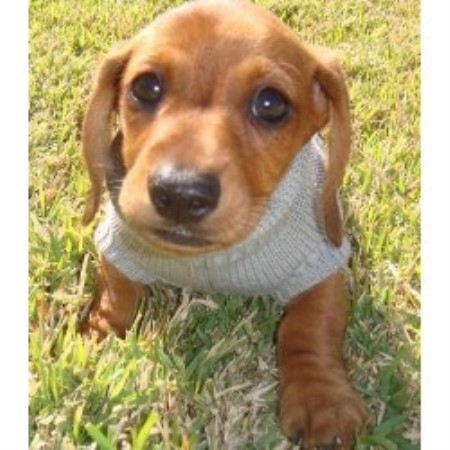 Bad To The Bone Kennels, Dachshund Breeder in Summerfield ...