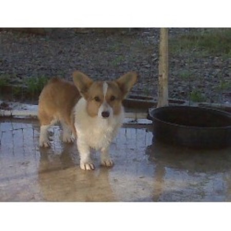 Angelic Paws Pembroke Welsh Corgi Breeder In Fresno California