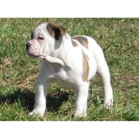 toy bulldog breeders near me