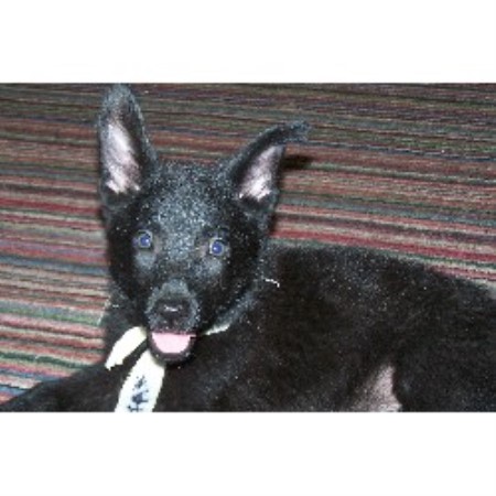 Powerhaus Kennels, German Shepherd Dog Breeder in ...