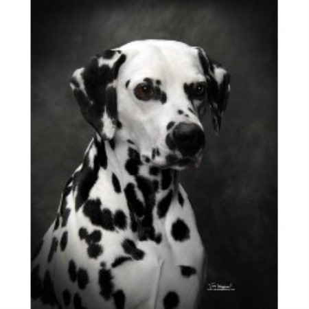 McDottie Dalmatians