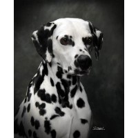 McDottie Dalmatians Dalmatian breeder