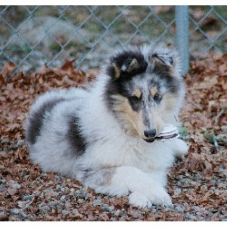 Countryview Collies Collie Breeder In Rehoboth Massachusetts