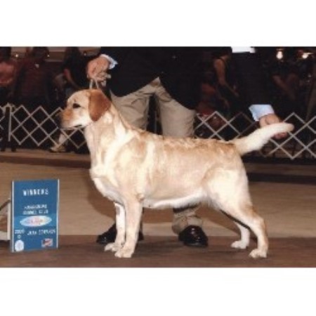 Impulse Labrador Retrievers Labrador Retriever Breeder In Deland Florida