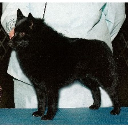 Schipperke Breeder 13485