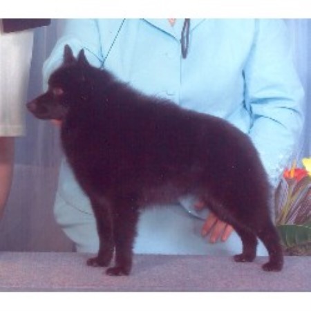 Barbil Schipperkes