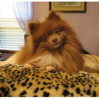 Yielding's Impressive Precious Pups Pomeranian breeder