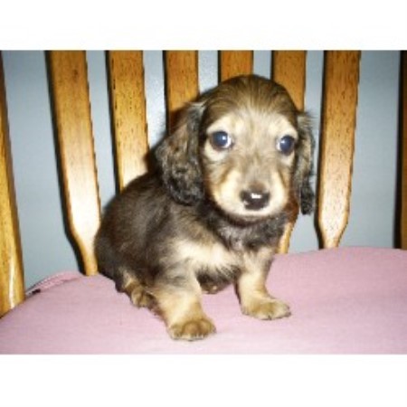 Lynne S Doxie Heaven Dachshund Breeder In Higganum Connecticut
