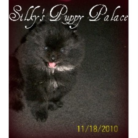 Silkys Puppy Palace Pomeranian Breeder In Lubbock Texas