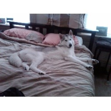 Image Result For Siberian Husky Breeders In Florida Image Result For Siberian Husky Breeders In Florida