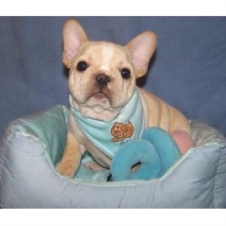 All Star French Bulldogs French Bulldog Breeder In Mayo Florida