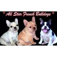 French Bulldog Puppies and Dogs for Sale/Adoption in Texas ...