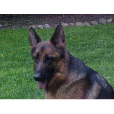 German Shepherd Dog Breeder 13713