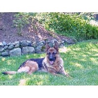 Sagehill German Shepherd Dog breeder