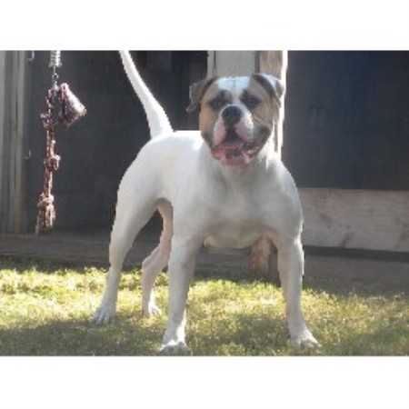 Az Lawdogs, American Bulldog Breeder in Avondale, Arizona