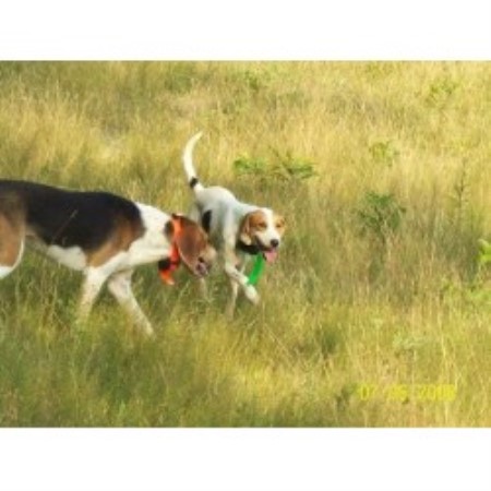 Centerfire Kennels American Foxhound Breeder In West